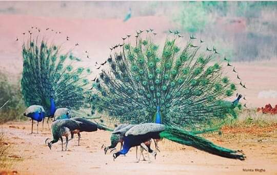 PEACOCK VALLY IN CUTTACK  KANHU BEHERA  ನವಿಲು ಪ್ರೇಮಿ  200ಕ್ಕೂ ನವಿಲುಗಳಿಗೆ ಆಹಾರ
