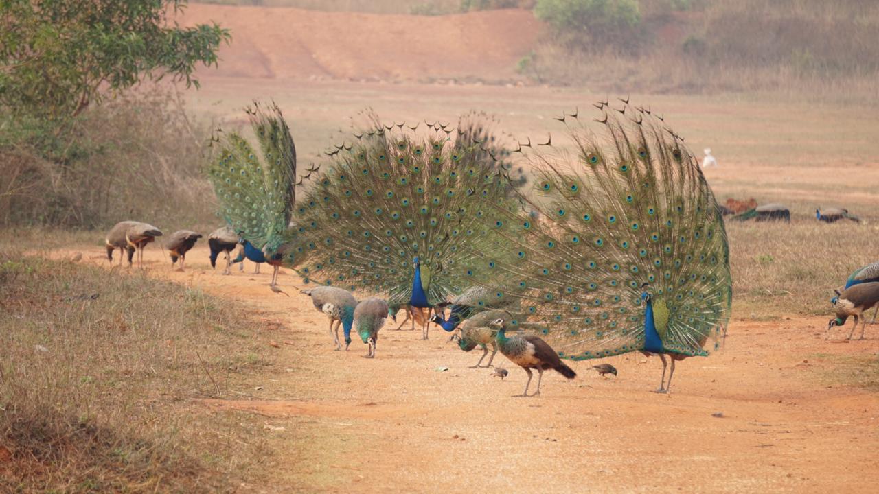 PEACOCK VALLY IN CUTTACK  KANHU BEHERA  ನವಿಲು ಪ್ರೇಮಿ  200ಕ್ಕೂ ನವಿಲುಗಳಿಗೆ ಆಹಾರ