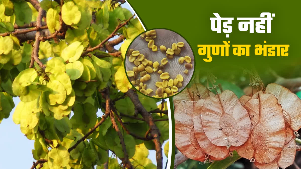 CHILBIL LEAF BENEFITS IN HINDI