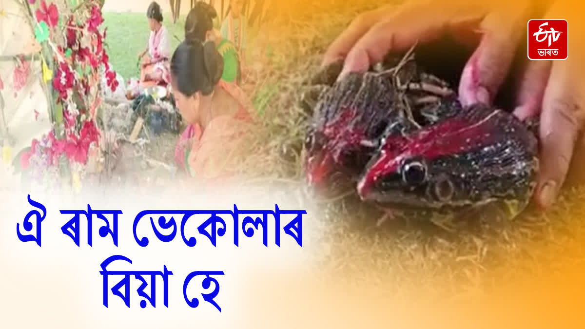Villagers organized traditional frog marriage desiring rain in Darrang
