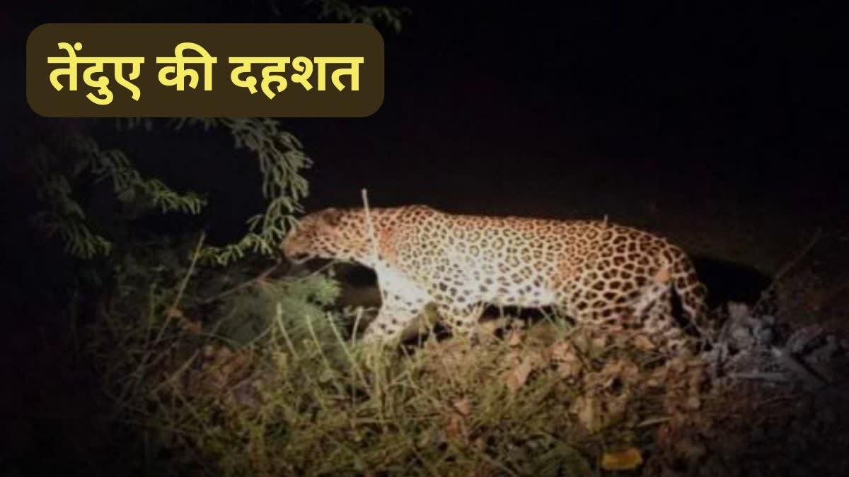 LEOPARD IN MANENDRAGARH