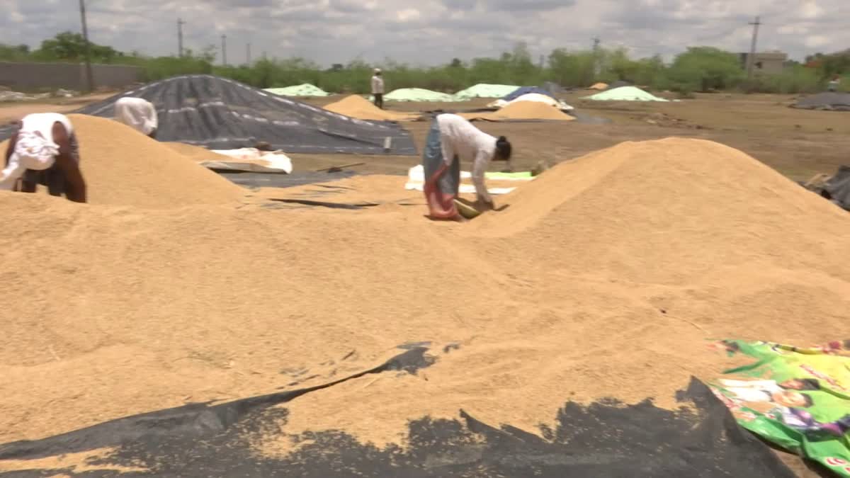 Yasangi Crop Loss due to Untimely Rains