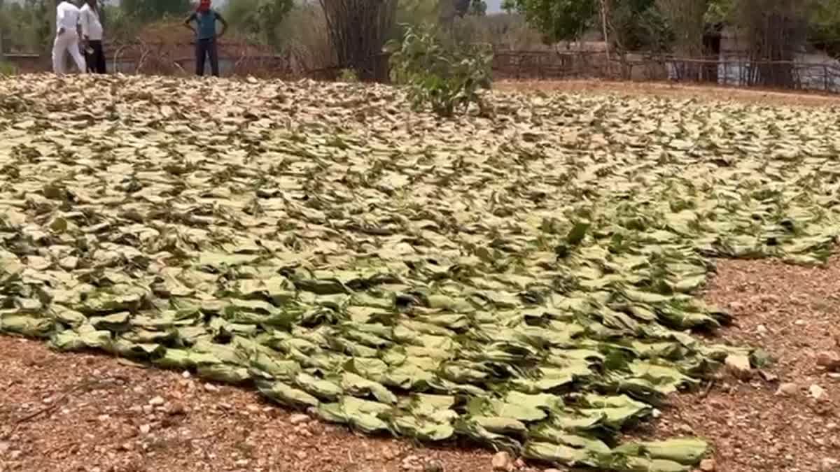 Illegal Beedi Leaf Business In Latehar