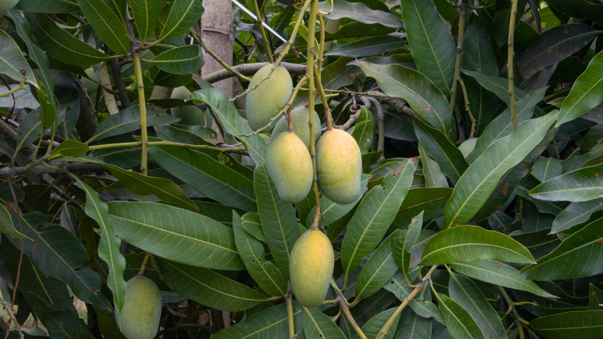 Mangoes