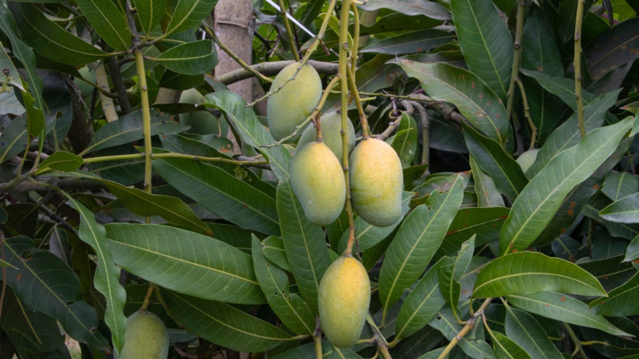 Are you eating mangoes with calcium carbide? So be careful, FSSAI issued warning