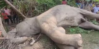 Elephant body recovered