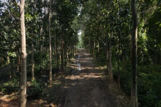 Vanished Farmland Trees In India
