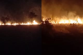 FIRE BROKE OUT IN FOREST SHUJALPUR
