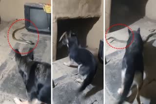 Dog Fight With Snake Video