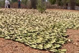 Illegal Beedi Leaf Business In Latehar