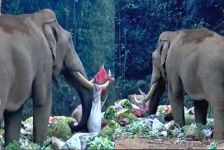 Elephant eats plastic waste