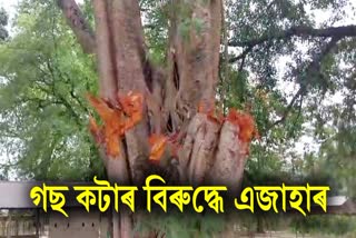 PROTEST AGAINST FELLING OF TREES