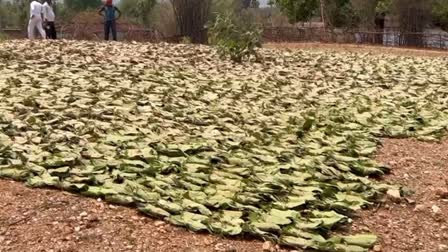 Illegal Beedi Leaf Business In Latehar