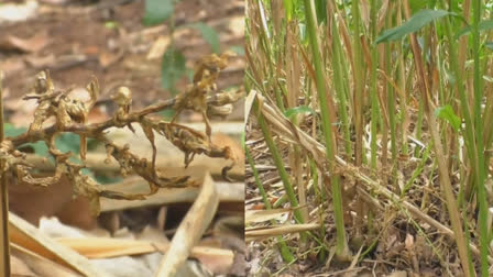 PROBLEMS OF CARDAMOM FARMERS  ഇടുക്കി ഏലം കര്‍ഷകര്‍  ഏലം കൃഷിക്കുള്ള തട്ട  ഏലം കൃഷി