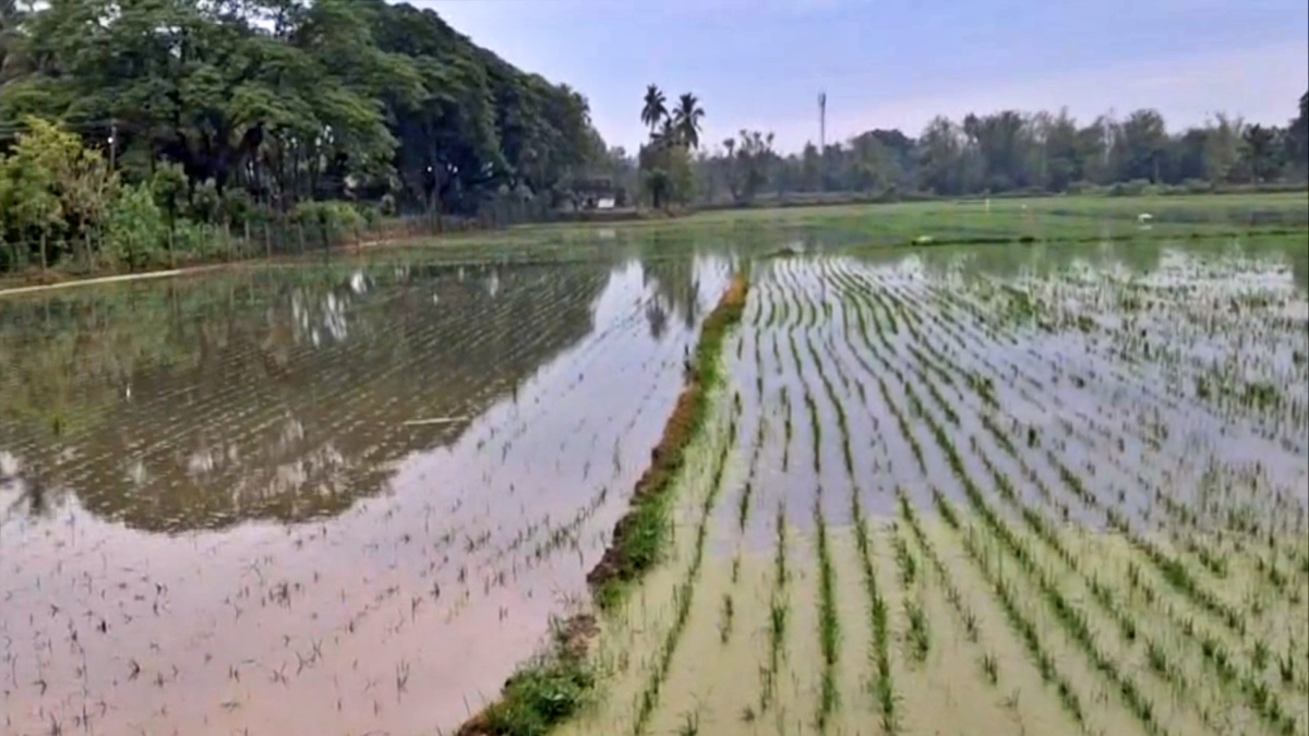 மழை நீரால் பாதிக்கப்பட்ட பயிர்கள்