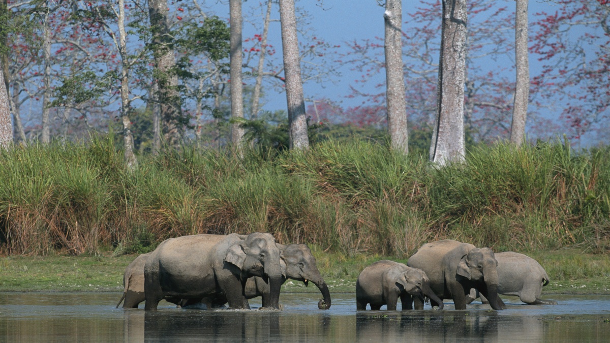 INDIA 3RD MOST VISITED PARK KAZIRANGA NATIONAL PARK NATIONAL PARK IN INDIA TOURISTS PLACE IN INDIA