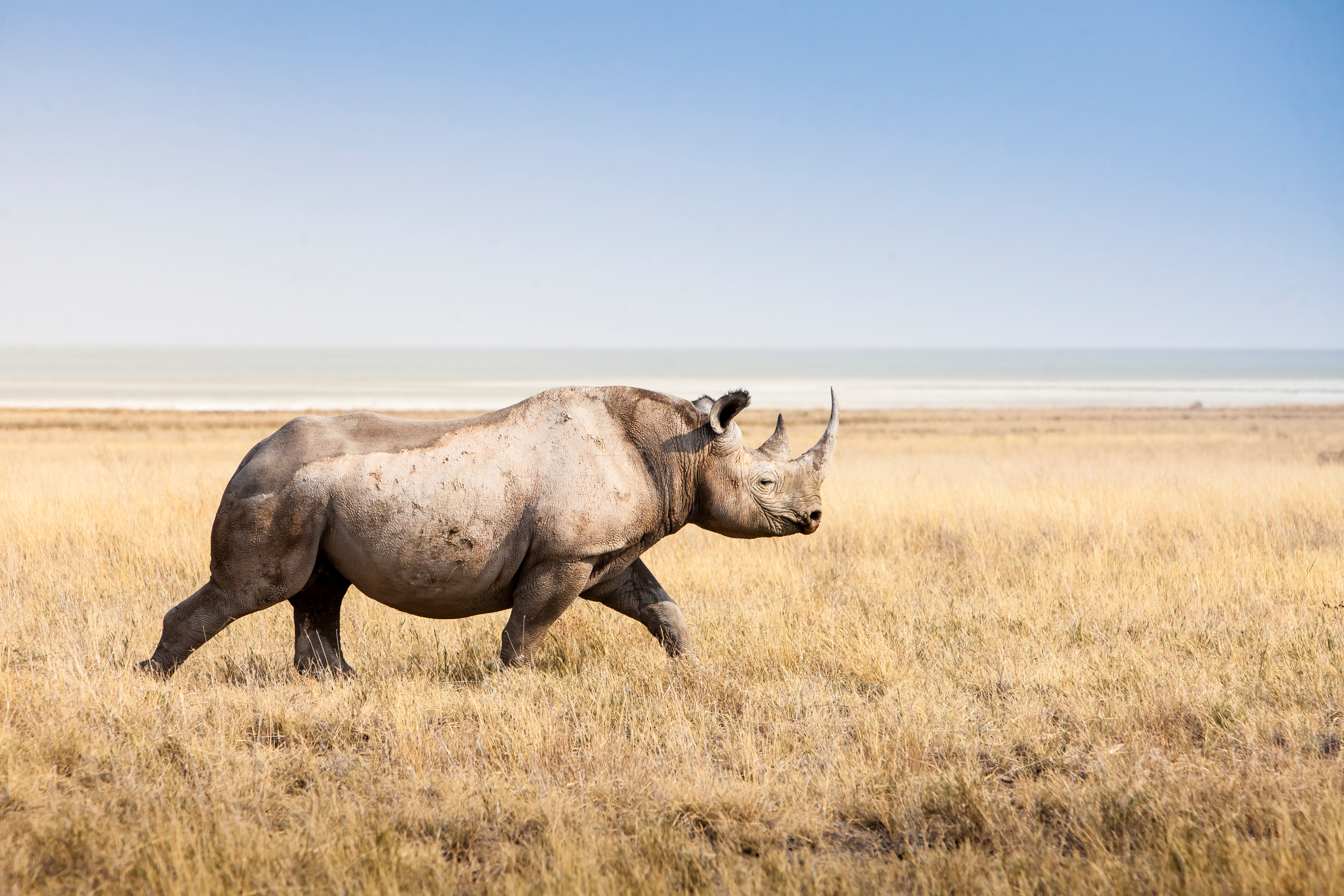 INDIA 3RD MOST VISITED PARK KAZIRANGA NATIONAL PARK NATIONAL PARK IN INDIA TOURISTS PLACE IN INDIA