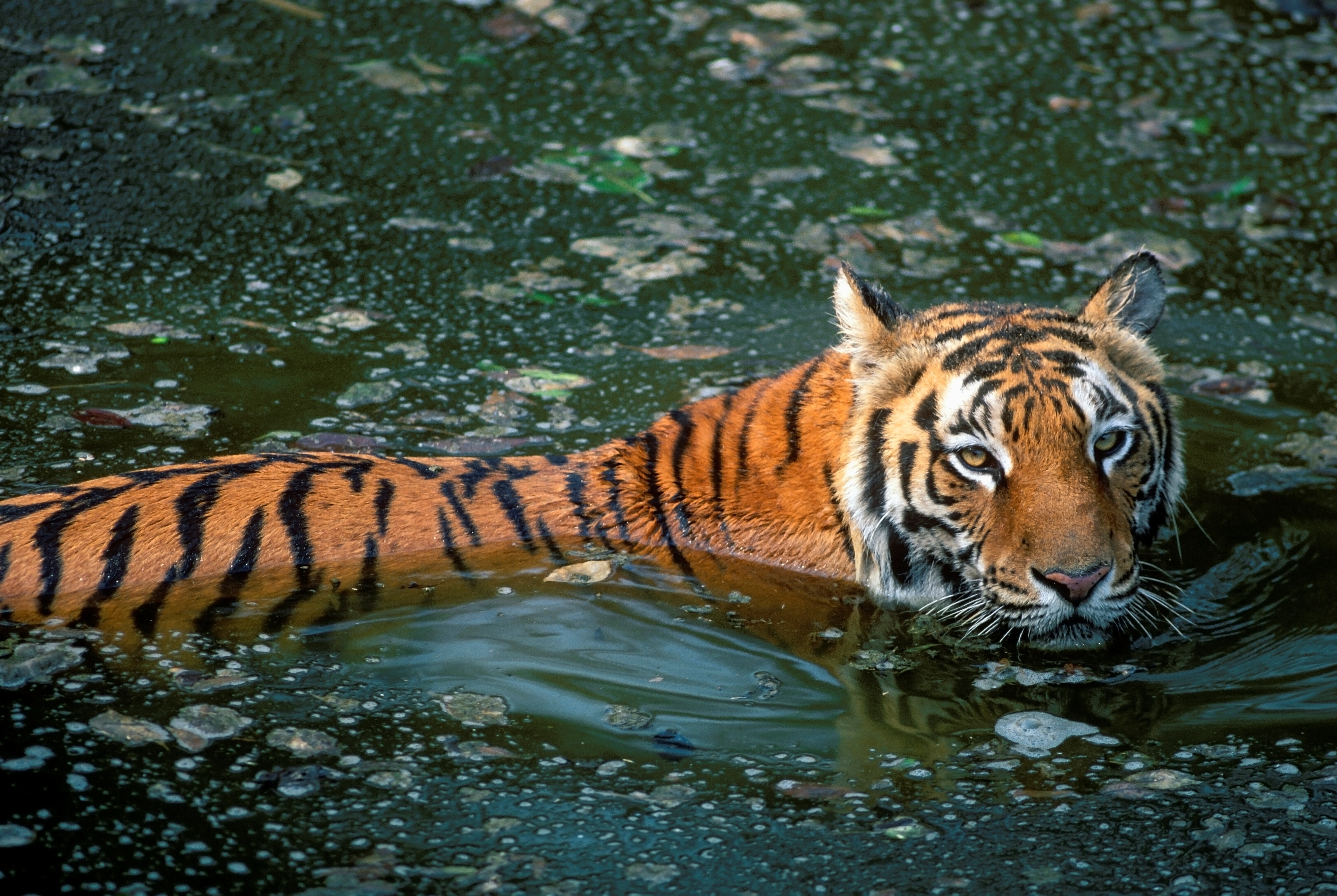 INDIA 3RD MOST VISITED PARK KAZIRANGA NATIONAL PARK NATIONAL PARK IN INDIA TOURISTS PLACE IN INDIA