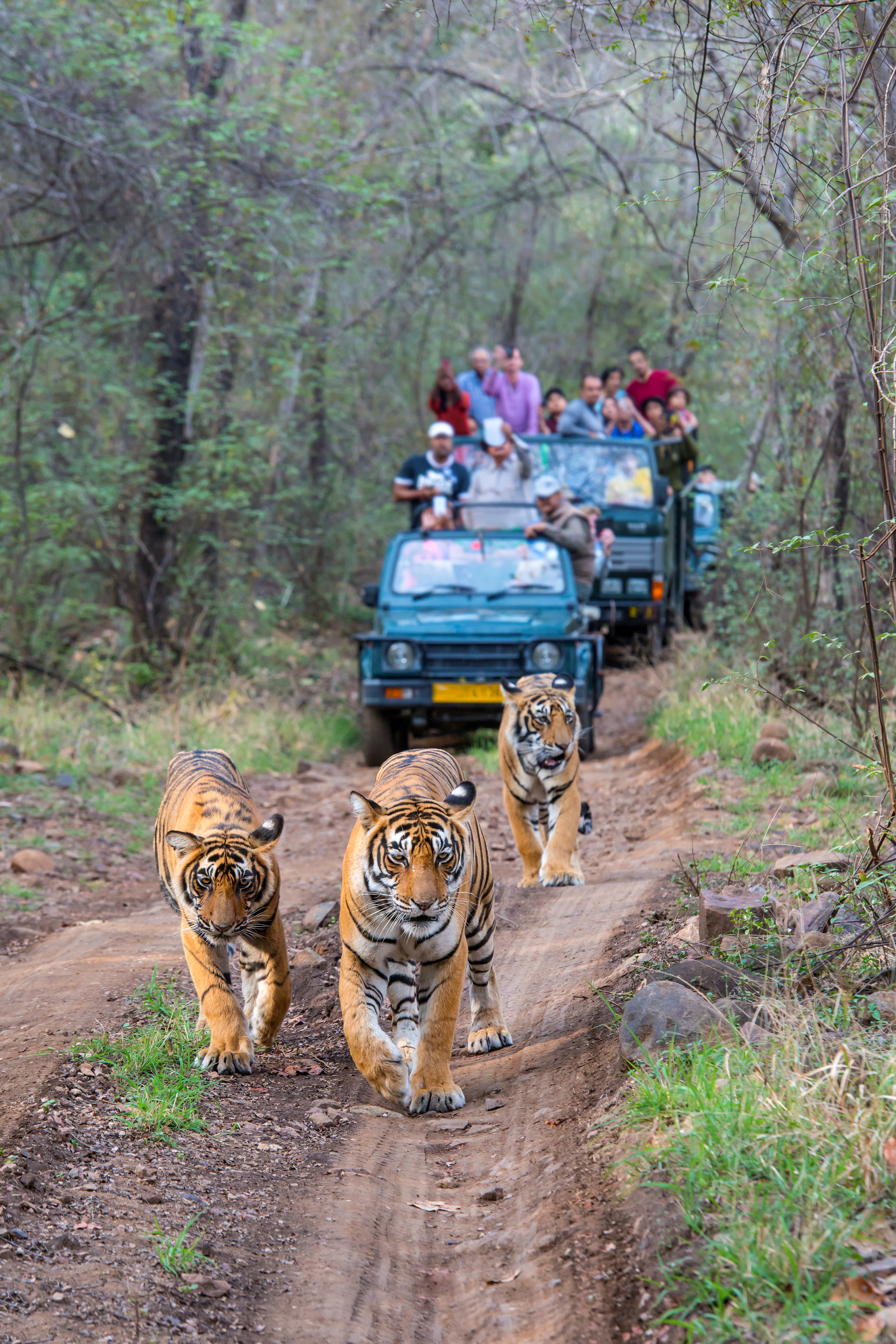 INDIA 3RD MOST VISITED PARK KAZIRANGA NATIONAL PARK NATIONAL PARK IN INDIA TOURISTS PLACE IN INDIA