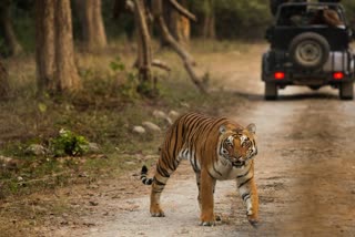 Uttarakhand Project Tiger