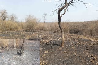 RAJGARH FOREST FIRE INCIDENTS