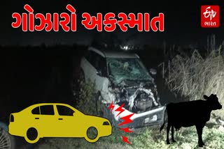 નવસારીમાં કારની અડફેટે ચડ્યું ભેંસનું ટોળું