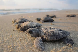 Operation Olivia 2025 protected 6.98 lakh Olive Ridley turtles at Rushikulya, Odisha, through patrolling, surveillance, and community efforts by the Indian Coast Guard.