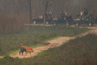 Golden Tiger, One-Horned Rhinos Draw Record Visitors To Assam's Kaziranga National Park