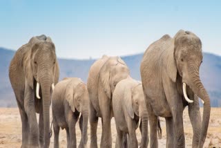 SHAHDOL ELEPHANT TERROR