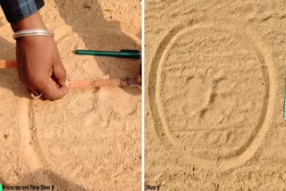 TIGER FOOT MARKS IN DHAMTARI