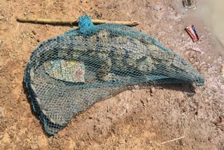 MAIHAR CROCODILE IN FISHING NET