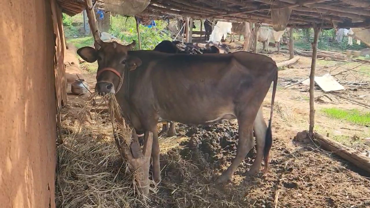 નળ છે પણ પાણી નથી
