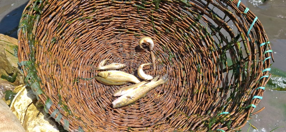 Fish caught during annual festival in a spring at Panzath, Jammu and Kashmir