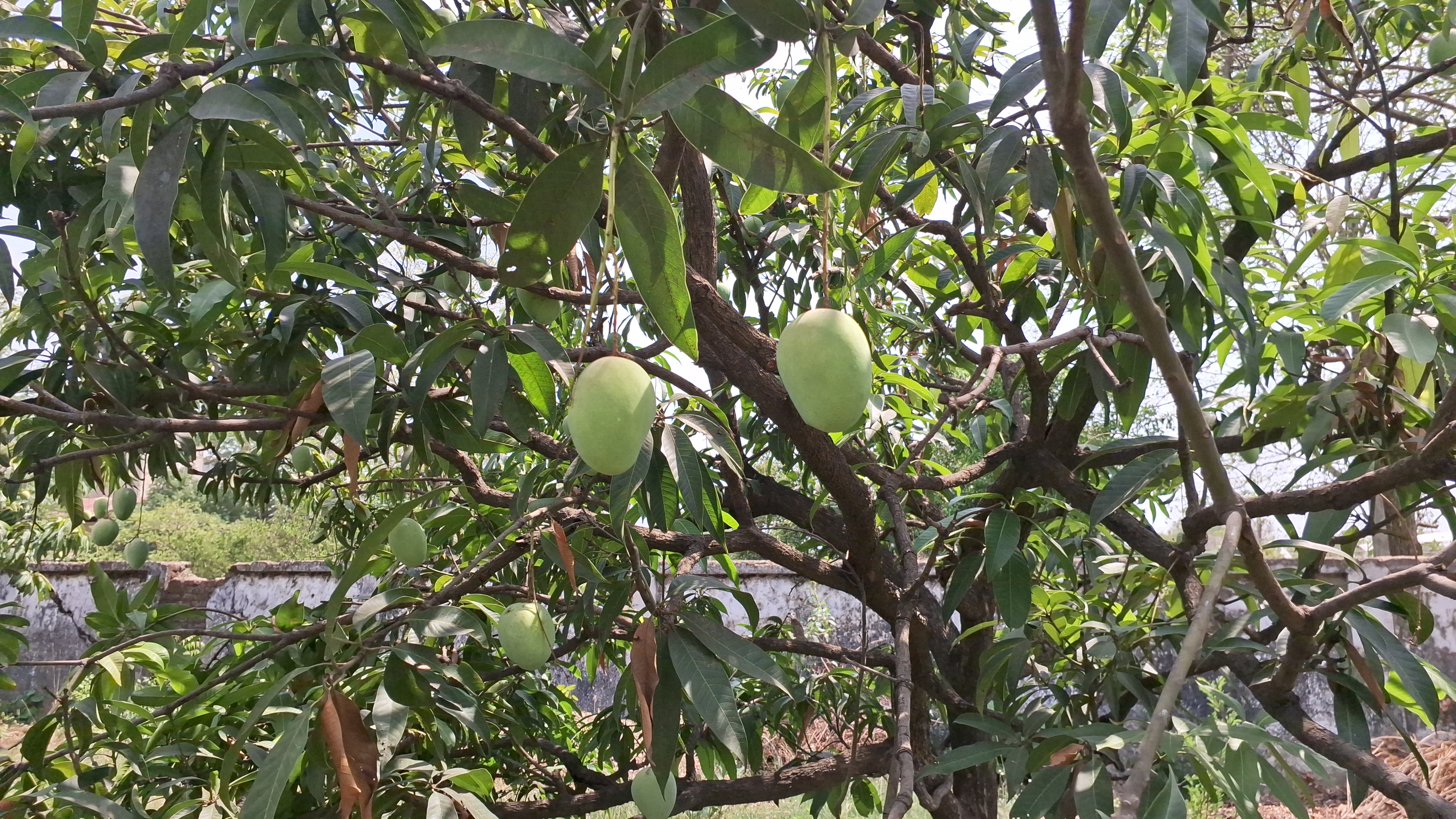 Mango taste in Jharkhand