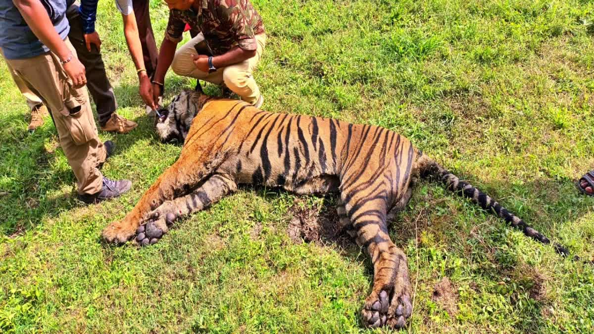 Critically injured tiger died