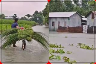 Flood at Manikpur of Bongaigaon