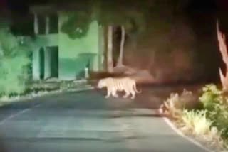 Tiger Chhota Bheem Video