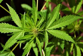 Non Intoxicant cannabis cultivation in Himachal.