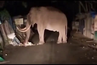 Padayappa Elephant at Munnar  Padayappa Elephant  Padayappa  അരിക്കൊമ്പന്‍ സ്റ്റൈലില്‍ പടയപ്പ  അരിക്കൊമ്പന്‍  പടയപ്പ