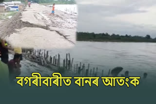 Weak Embankment of Puthimari River