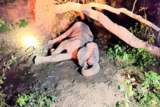 female elephant found dead near  Anaikatti Coimbatore and another incident man went to graze and killed by elephant