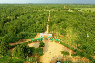 Telangana Haritha Haram