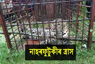 leopard caged at namrup