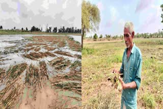 Banaskantha News : લાખણી તાલુકાના ગામડાઓમાં ખેતરોમાં પાણી ભરાઈ જતા બાજરીના પાકને ભારે નુકસાન, વાવાઝોડાનો ફટકો