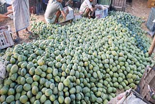 Malda Mango