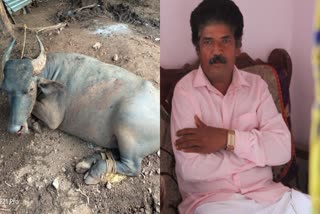 Etv Bharatcrime-man-dies-due-to-buffalo-attack-in-basavanahalli-village-at-davanagere