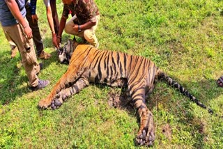 Critically injured tiger died