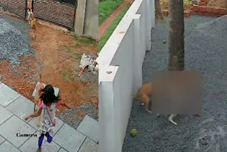 Stray dog attack  Stray dog attack minor girl injured kannur  kannur muzhappilangad  പുറത്തുവന്ന സിസിടിവി