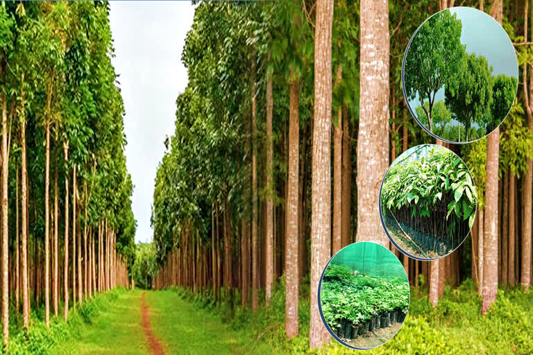 Mahogany Tree: हिमाचल के किसानों को मालामाल करेगा महोगनी का पौधा, पेड़ ...