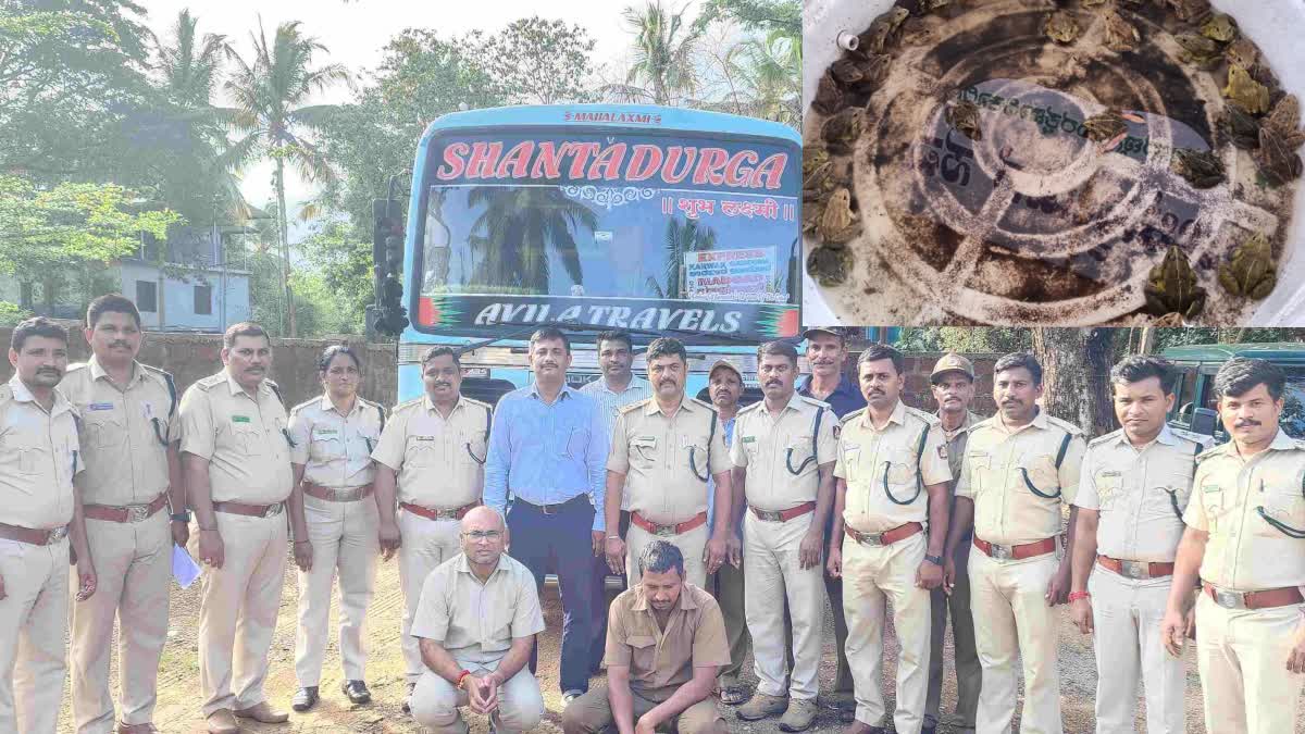 Illegal transportation of frogs  41 frogs rescued  forest department  Uttara Kannada